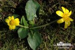 Blyskáč záružľolistý (Ficaria calthifolia)