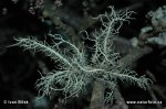 Bradatec srstnatý (Usnea hirta)