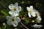 Čerešňa krovitá (Prunus fruticosa)