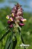 Čermeľ hrebenitý (Melampyrum cristatum)