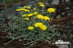 Chlpánik obyčajný (Hieracium pilosella)