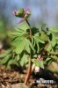 Chochlačka nízka (Corydalis pumila)