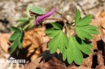 Chochlačka prostredná (Corydalis intermedia)