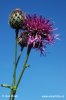 Chrpa čekánek (Centaurea scabiosa)