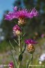 Chrpa luční úzkolistá (Centaurea jacea subsp. angustifolia)