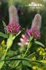 Ďatelina červenkastá (Trifolium rubens)