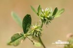 Ďatelina tupolistá (Trifolium retusum)