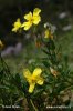 Devaterník velkokvětý tmavý (Helianthemum grandiflorum subsp. obscurum)