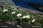 Dryádka osemlupienková (Dryas octopetala)