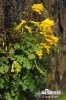 Dymnivka žlutá (Corydalis lutea)