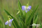 Fialka vyššia (Viola elatior)