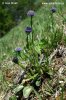 Guľôčka predĺžená (Globularia bisnagarica)