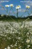 Heřmánkovec nevonný (Tripleurospermum inodorum)