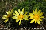 Hlaváčik jarný (Adonis vernalis)