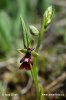 Hmyzovník muchovitý (Ophrys insectifera)