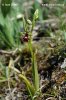 Hmyzovník muchovitý