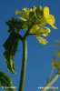 Hořčice polní (Sinapis arvensis)