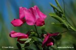 Hrachor hlíznatý (Lathyrus tuberosus)