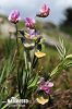 Hrachor horský (Lathyrus linifolius)