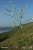 Huľavník najvyšší (Sisymbrium altissimum)