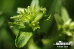 Hviezdica bledá (Stellaria pallida)