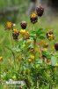 Jetel kaštanový (Trifolium spadiceum)