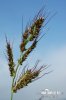 Ježatka kuria (Echinochloa crus-galli)