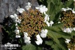 Kalina obyčajná (Viburnum opulus)