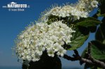 Kalina siripútková (Viburnum lantana)