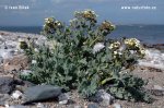 Katran prímorský (Crambe maritima)