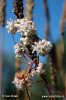 Kokotice povázka (Cuscuta epithymum)