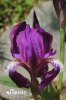 Kosatec bezlistý (Iris aphylla)