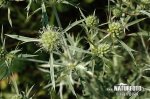 Kotúč poľný (Eryngium campestre)