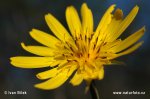 Kozí brada východní (Tragopogon orientalis)