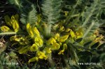 Kozinec bezlodyžný (Astragalus exscapus)