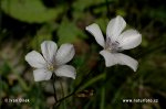 Ľan tenkolistý (Linum tenuifolium)