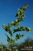 Lebeda lesklá (Atriplex sagittata)