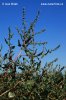 Lebeda tatarská (Atriplex tatarica)