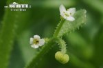 Lipkavec trojrohý (Galium tricornutum)