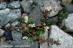 Lžičník lékařský (Cochlearia officinalis)