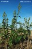 Merlík zvrhlý (Chenopodium hybridum)