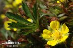 Mochna jarní (Potentilla tabernaemontani)