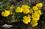 Mochna písečná (Potentilla arenaria)