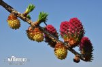 Modřín opadavý (Larix decidua)