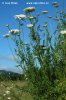 Mrkva obyčajná pravá (Daucus carota L. subsp. carota)