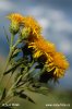 Oman německý (Inula germanica)