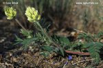 Ostropysk chlpatý (Oxytropis pilosa)