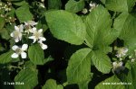 Ostružiník hebký (Rubus amphimalacus)