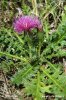 Pcháč bezlodyžný (Cirsium acaule)