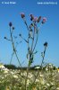 Pcháč oset (Cirsium arvense)